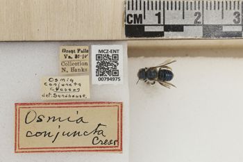 Media type: image;   Entomology 794975 Aspect: Labels